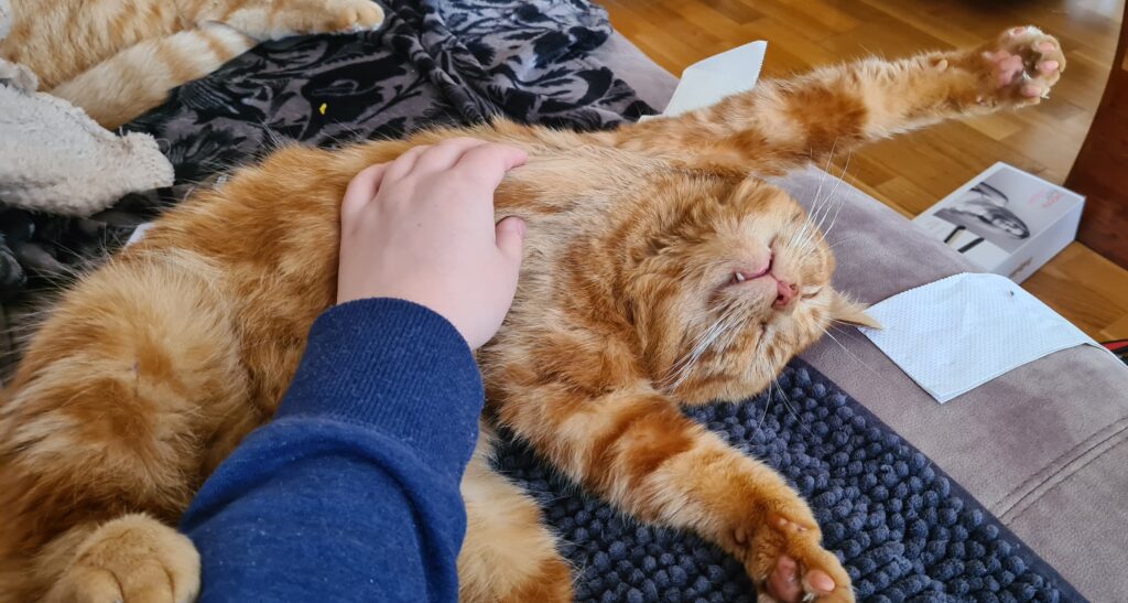 Cat Enoying Belly Rubs