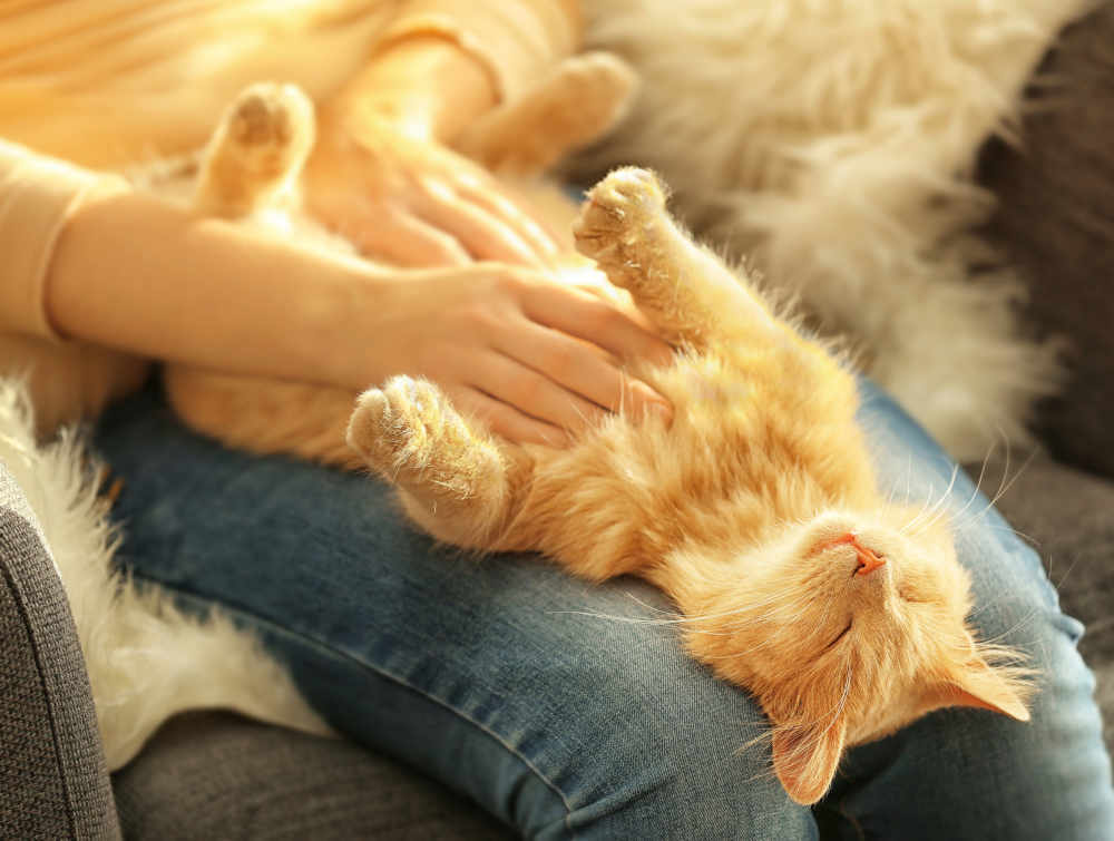 Cat Belly Rubs